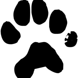 Dog Pawprint Lettering Art 15 0 Wall Decal